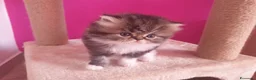 Persiano gatti in vendita: gattini persiani - Annuncio 6