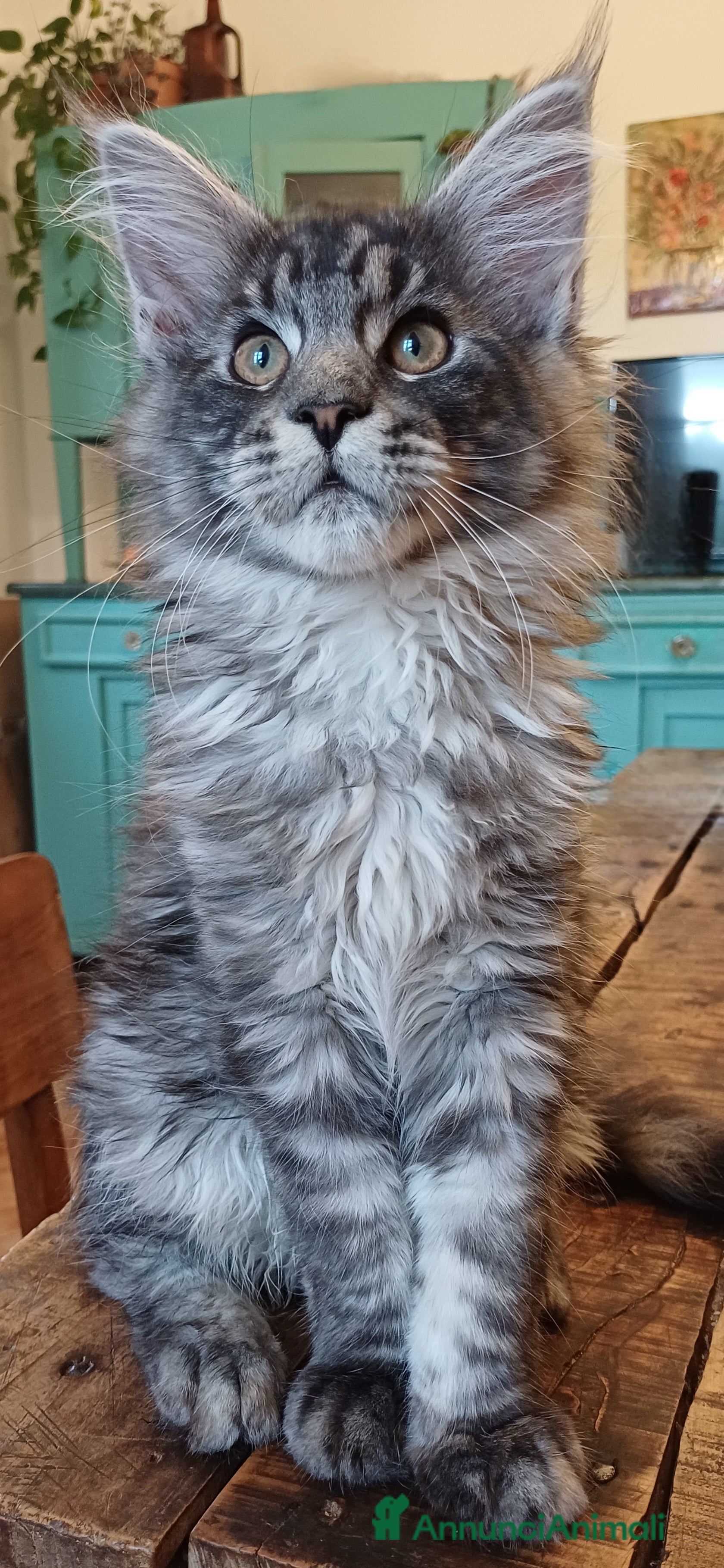 Maine Coon gatti Cucciolo di Maine Coon linea russa  - Annuncio 1