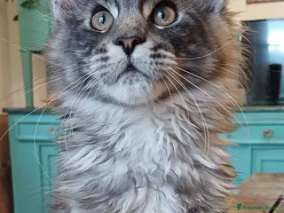 Maine Coon gatti Cucciolo di Maine Coon linea russa - Annuncio 6