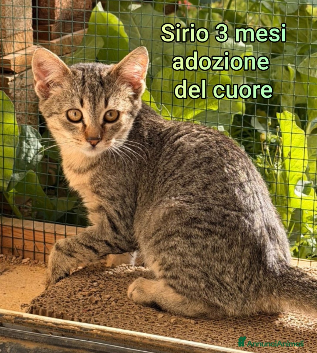 Europeo gatti in regalo: MICINI: TEMPO SCADUTO!!! - Annuncio 10