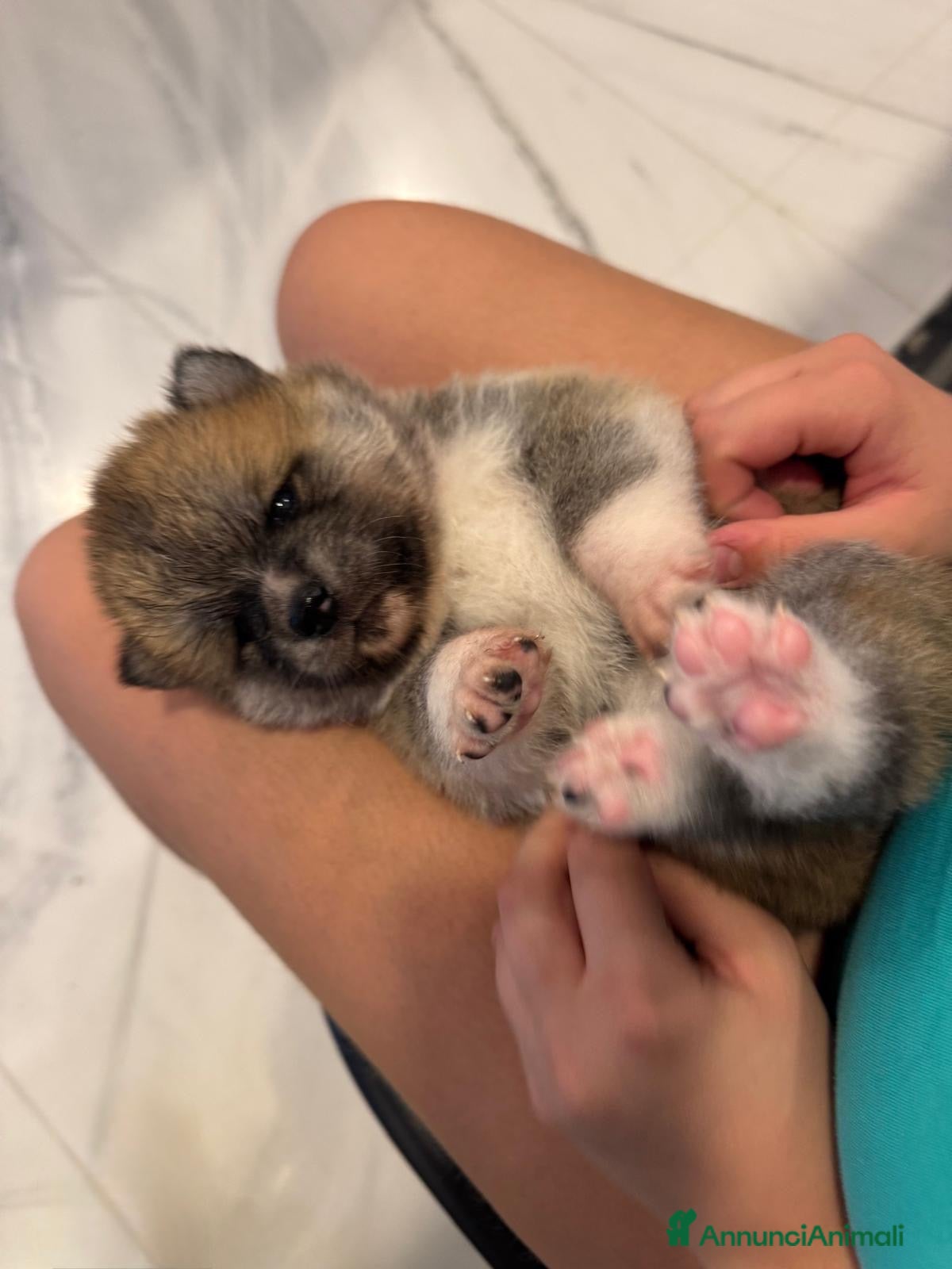 Akita Inu cani in vendita: Akita inu fulvo  - Annuncio 23