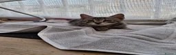 Meticcio gatti in regalo: Giulius il bello - Annuncio 11
