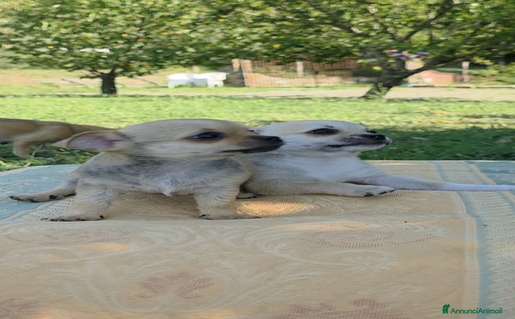 Chihuahua cani - Annuncio 1