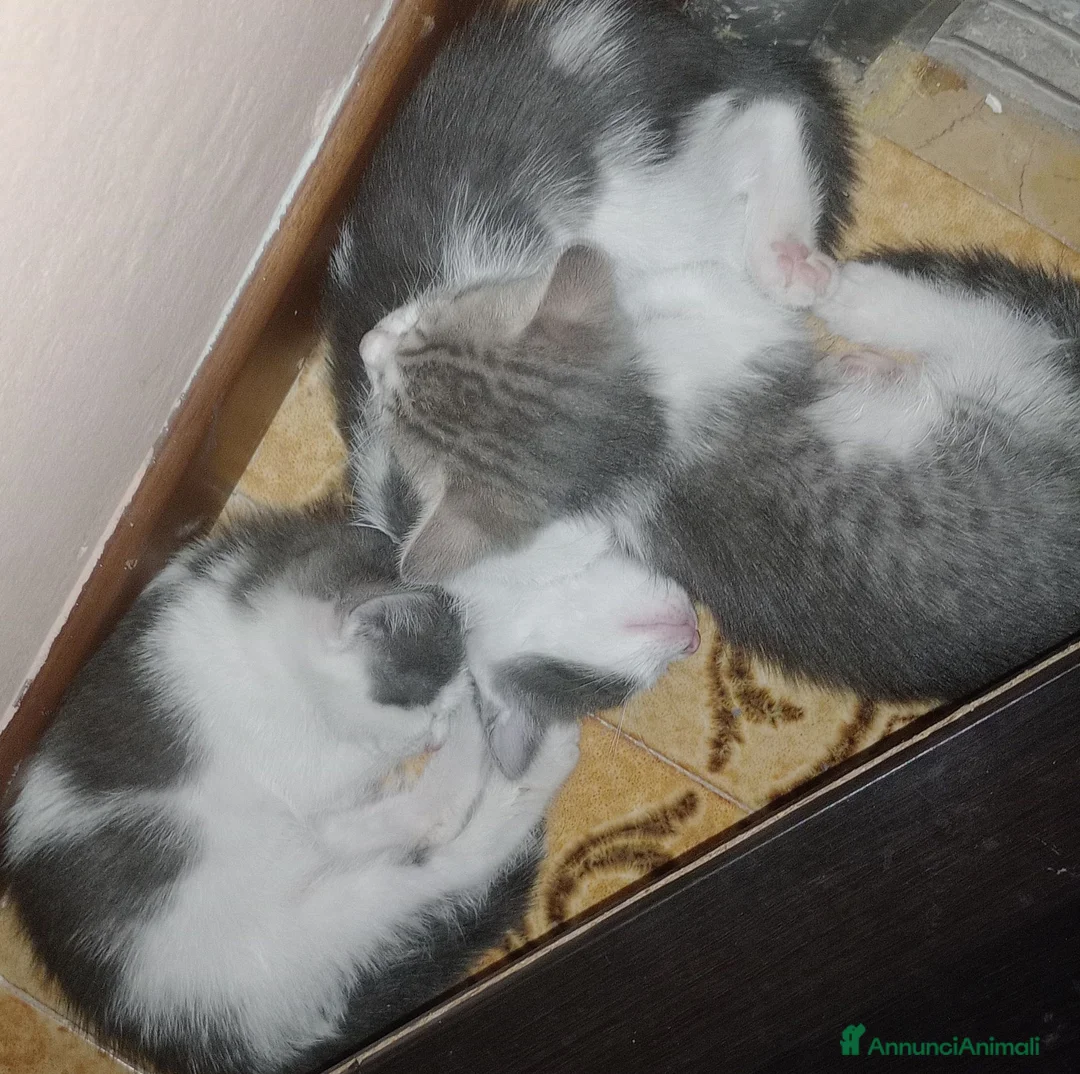 Altre razze gatti in regalo: GATTINI GIOCHERELLONI  a Provincia di Bergamo - Annuncio 2