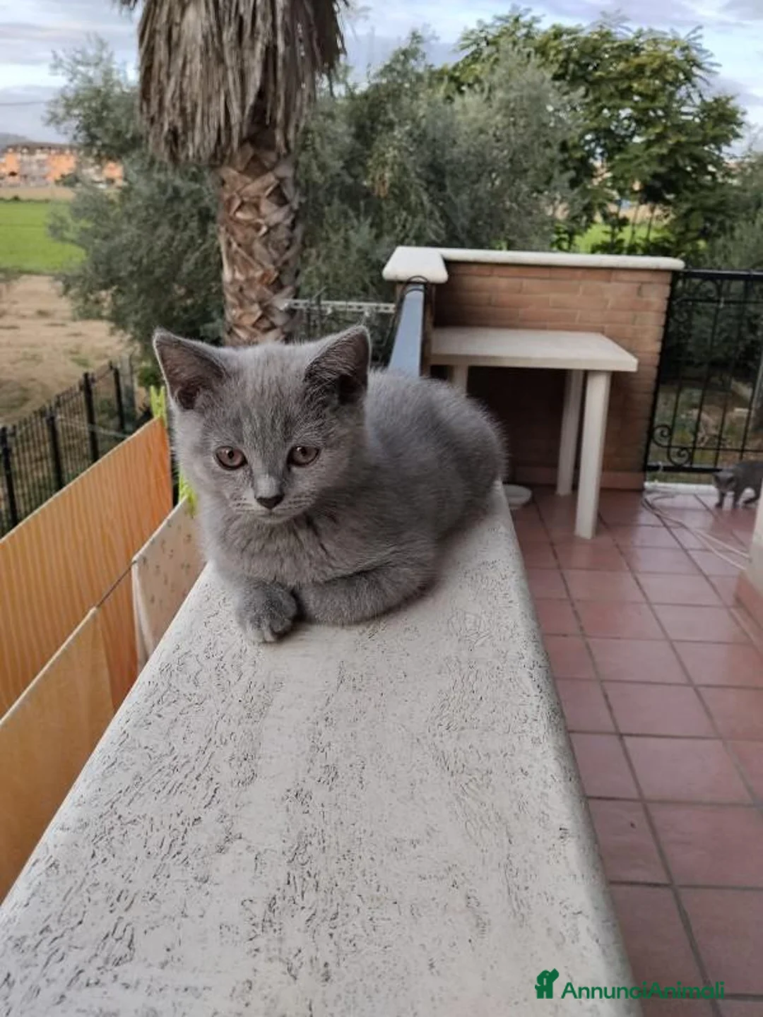 Scottish gatti in vendita: scooths fold - Annuncio 2