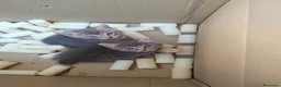 Meticcio gatti in vendita: Gattina grigio-bianca (meticcia) - Annuncio 1