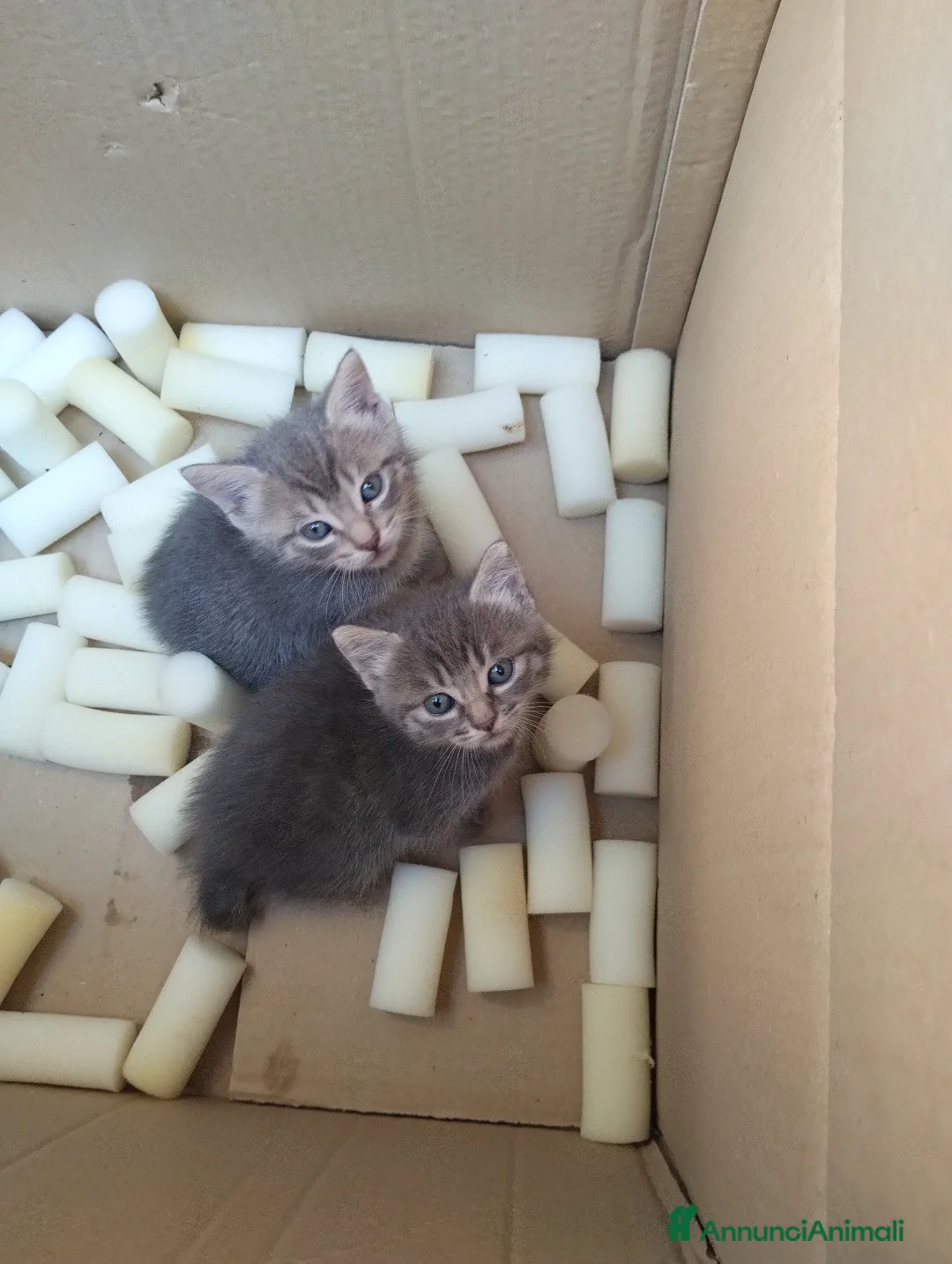 Meticcio gatti in vendita: Gattina grigio-bianca (meticcia) - Annuncio 1