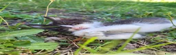 Meticcio gatti in regalo: Cuccioli gattini  - Annuncio 3