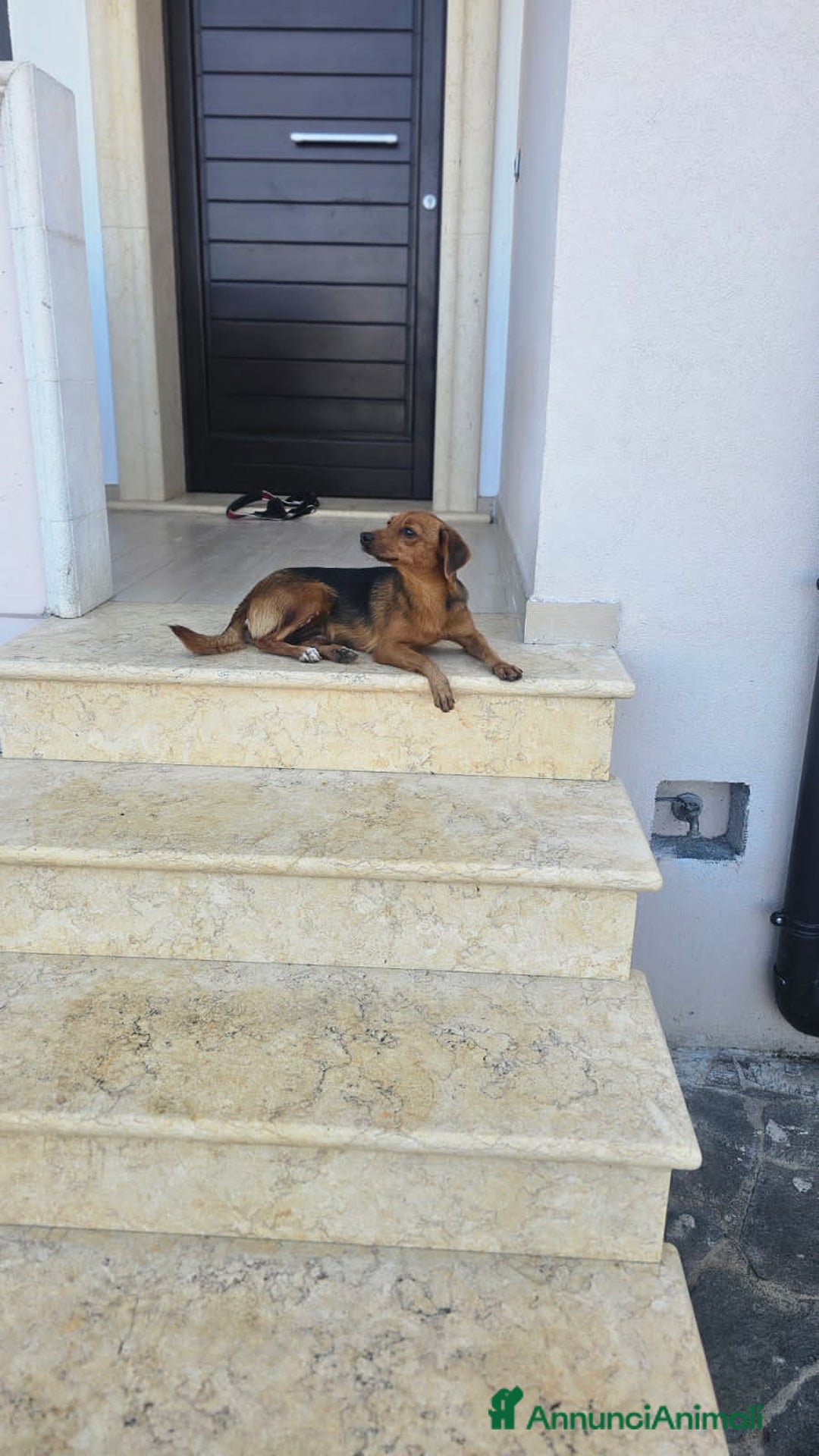 Altre razze cani in regalo: terry  - Annuncio 5