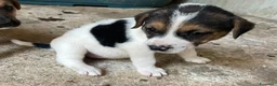 Meticcio cani in regalo: TENERI CUCCIOLOTTI : TARZAN E JANE a Città metropolitana di Roma Capitale - Annuncio 10