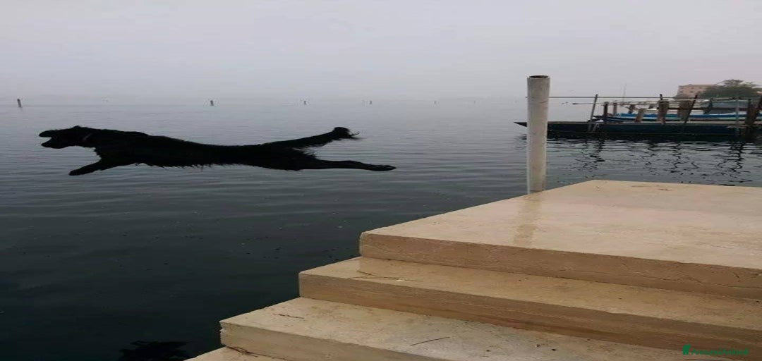 Immagine della galleria {{count}}