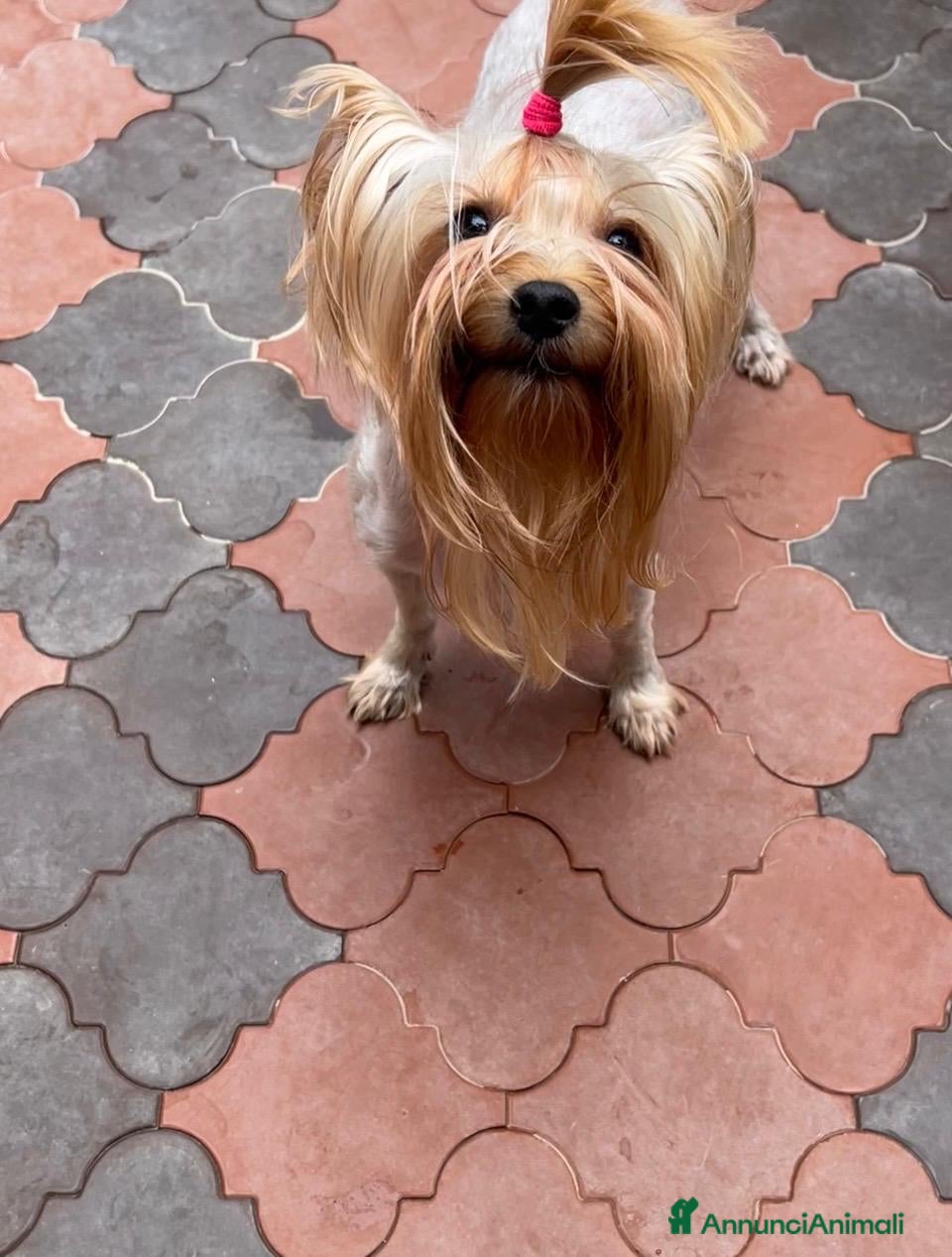 Yorkshire cani Femmina di yorkshire terrier ex fattrice - Annuncio 8