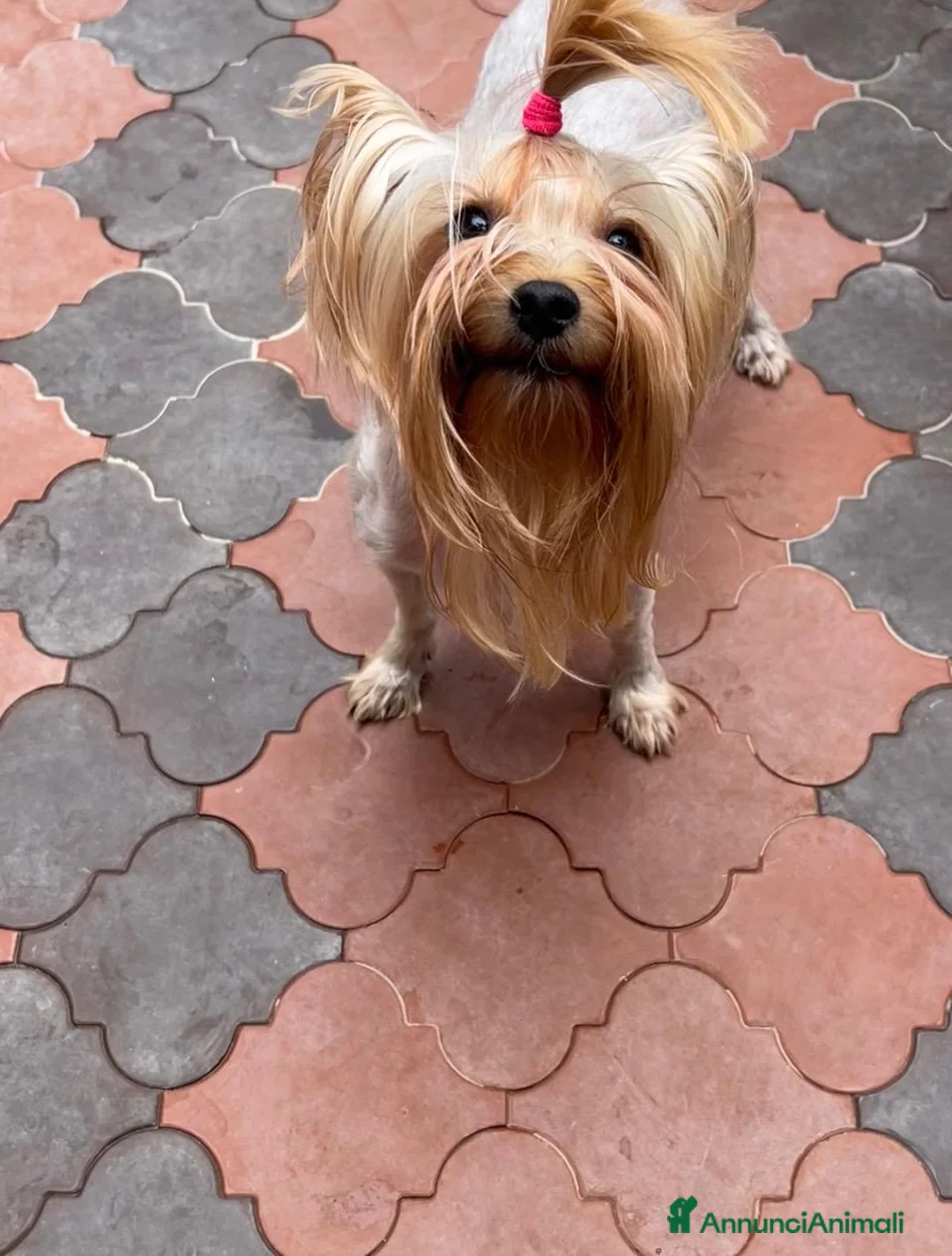 Yorkshire cani in vendita: Femmina di yorkshire terrier ex fattrice - Annuncio 1