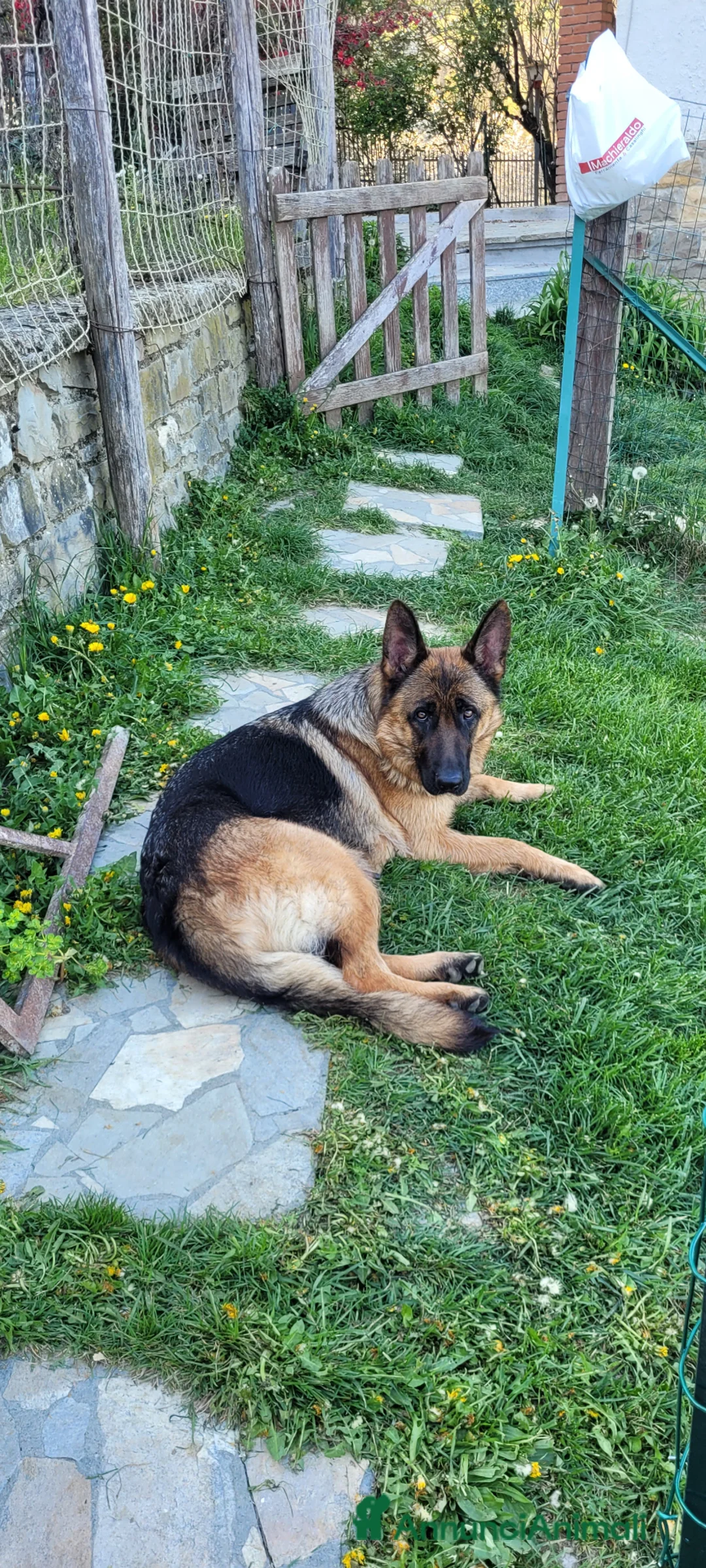 Pastore Tedesco cani in vendita: Vendita cuccioli di pastore tedesco a pelo corto  - Annuncio 1
