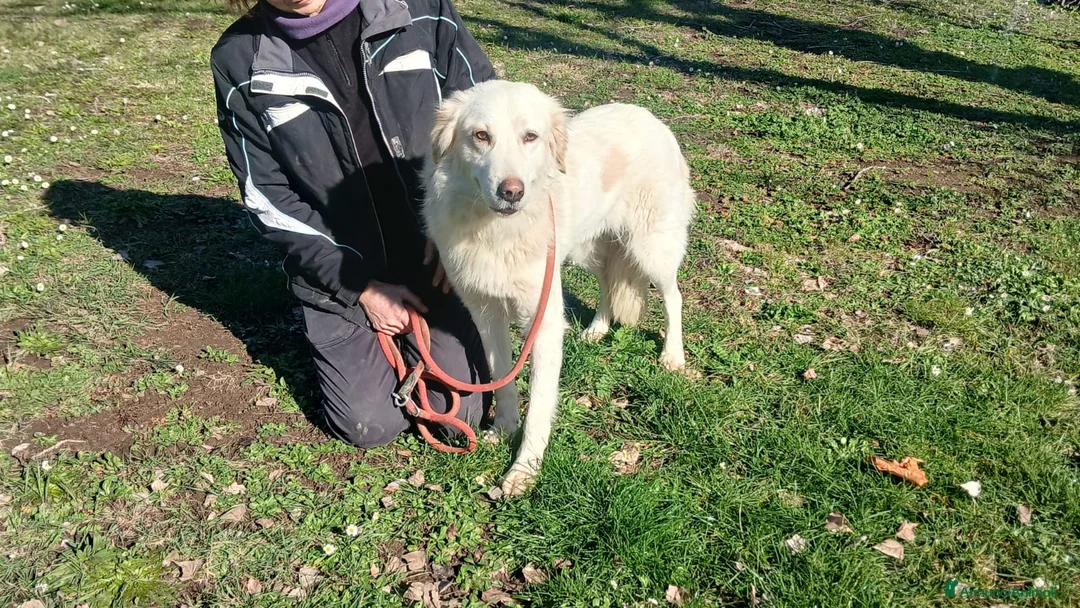 Meticcio cani in regalo: LA DOLCISSIMA MARGHERITA TI STA ASPETTANDO - Annuncio 4