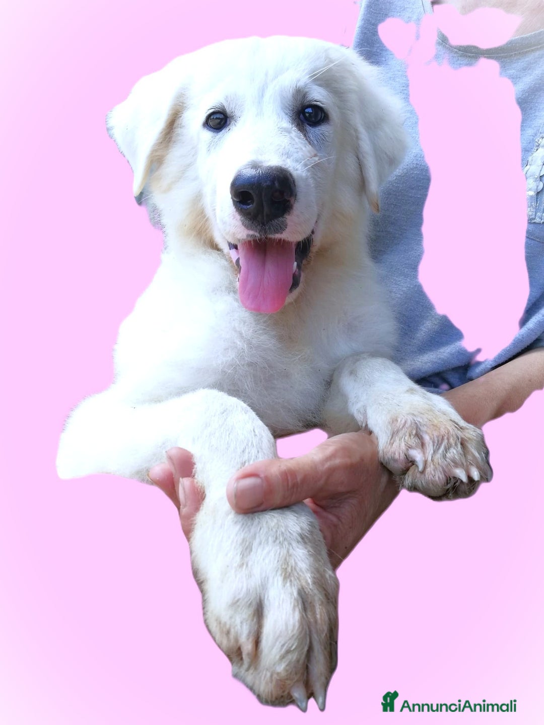 Pastore Maremmano cani in regalo: L3one, supremo cucciolo di PMA: TOP - Annuncio 4