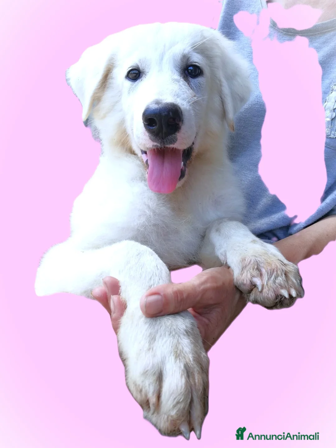 Pastore Maremmano cani in regalo: L3one, supremo cucciolo di PMA: TOP - Annuncio 4