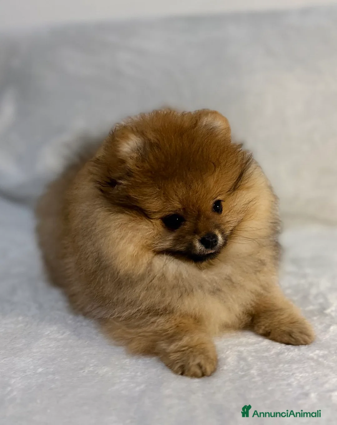 Spitz cani in vendita: Vendesi cucciolo di Pomerania femmina. - Annuncio 4
