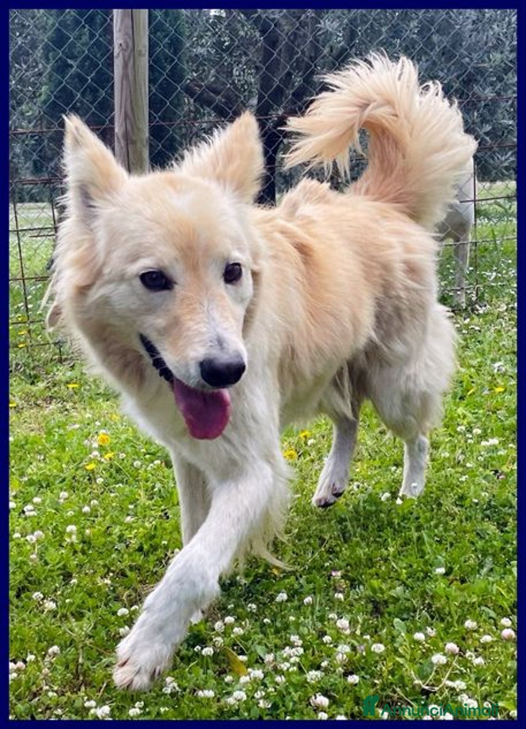 Meticcio cani in regalo: LUCKY-Cotone 6anni adora le persone dinamiche! - Annuncio 5