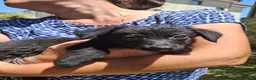 Meticcio cani in regalo: MOKA 🩷 la dolcezza ha trovato il suo nome 😍 a Provincia di Biella - Annuncio 8
