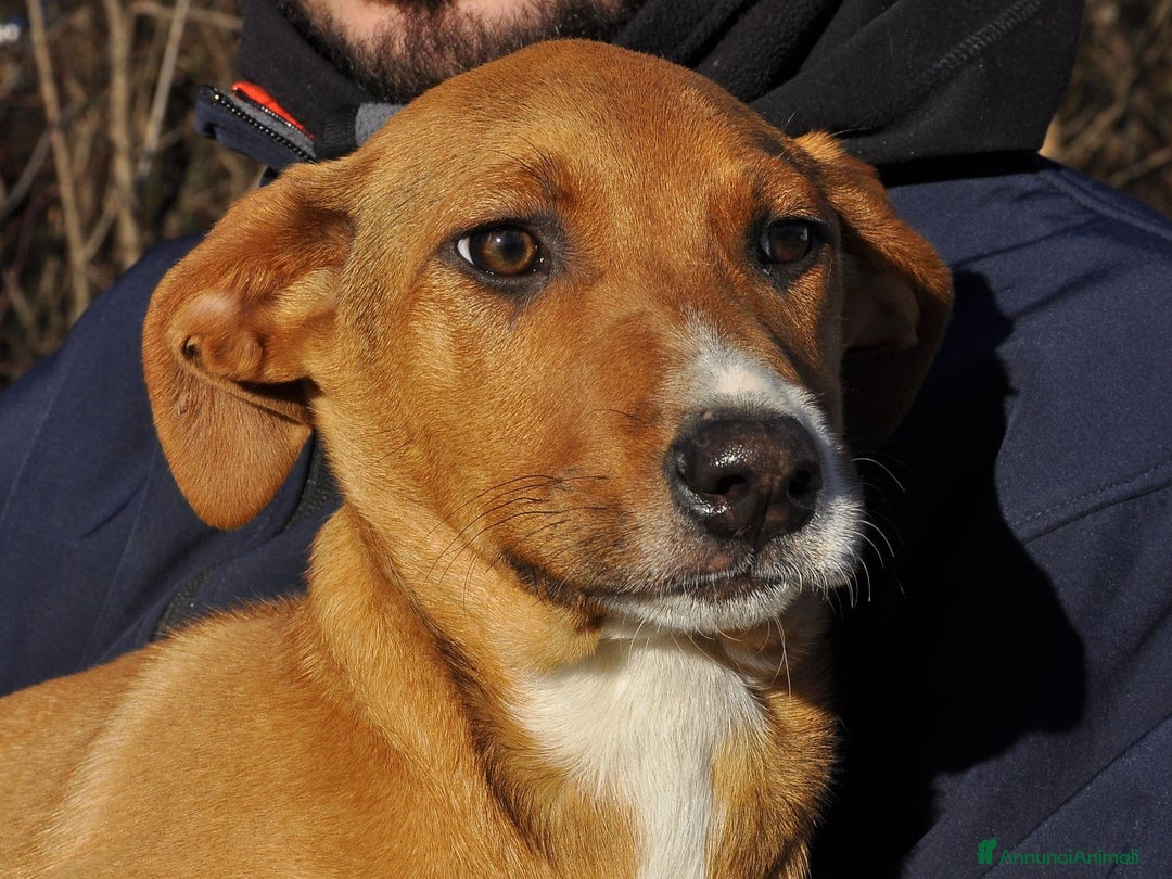 Altre razze cani in regalo: osmar - Annuncio 3