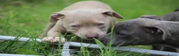 Pitbull cani in vendita: Cuccioli Pit Bull pronta consegna  - Annuncio 20