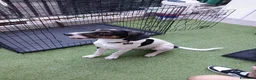 Meticcio cani in regalo: Magic  a Provincia di Monza e della Brianza - Annuncio 2