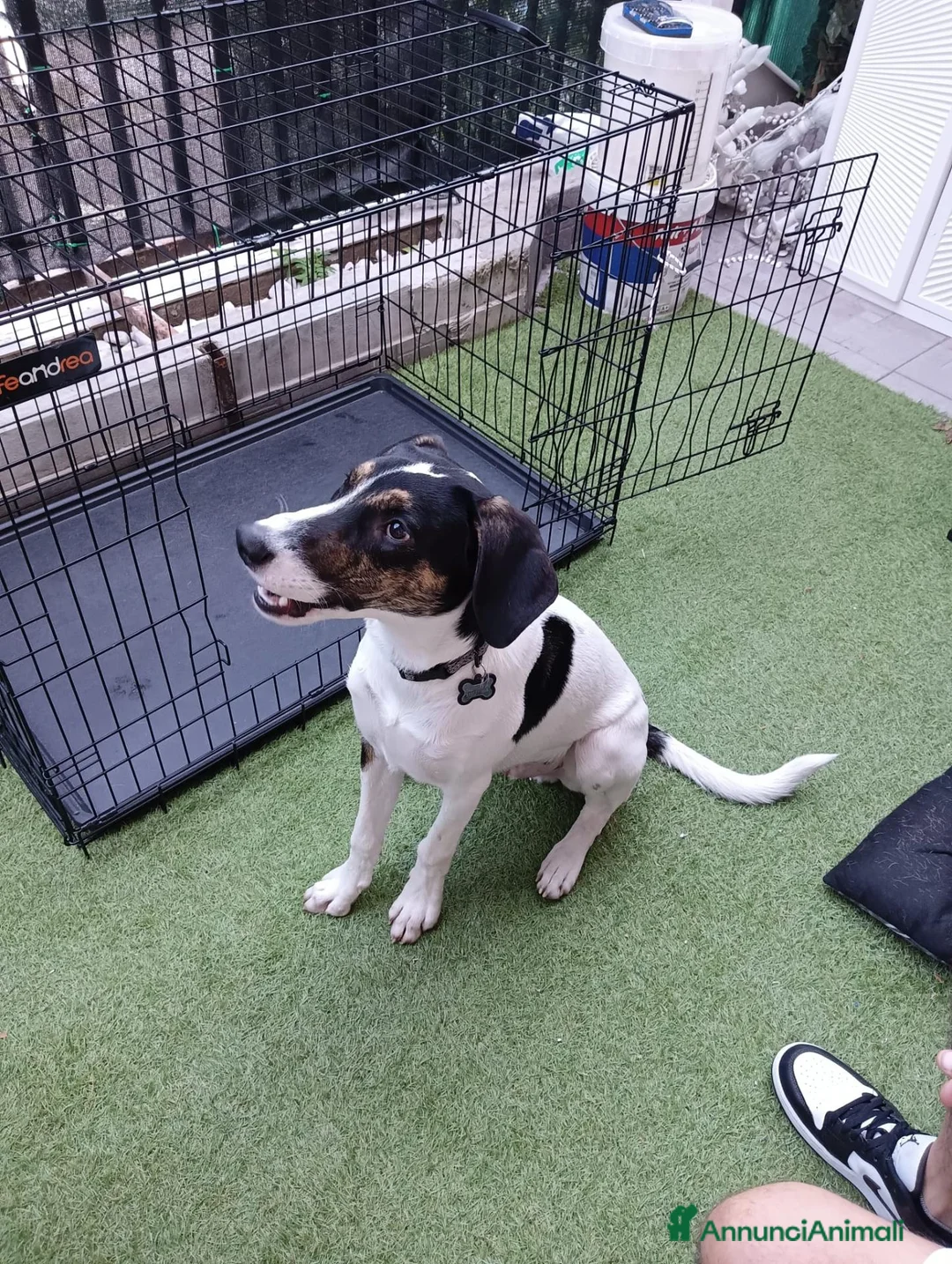 Meticcio cani in regalo: Magic  a Provincia di Monza e della Brianza - Annuncio 2