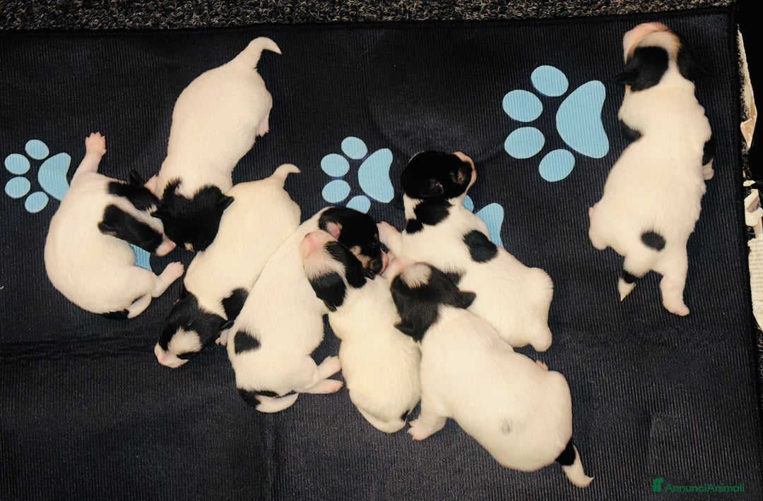 Jack Russell cani in vendita: Jack Russell pelo broken/ruvido a Calenzano - Immagine 9