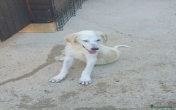 Meticcio cani in regalo:  AKI  - Immagine 20