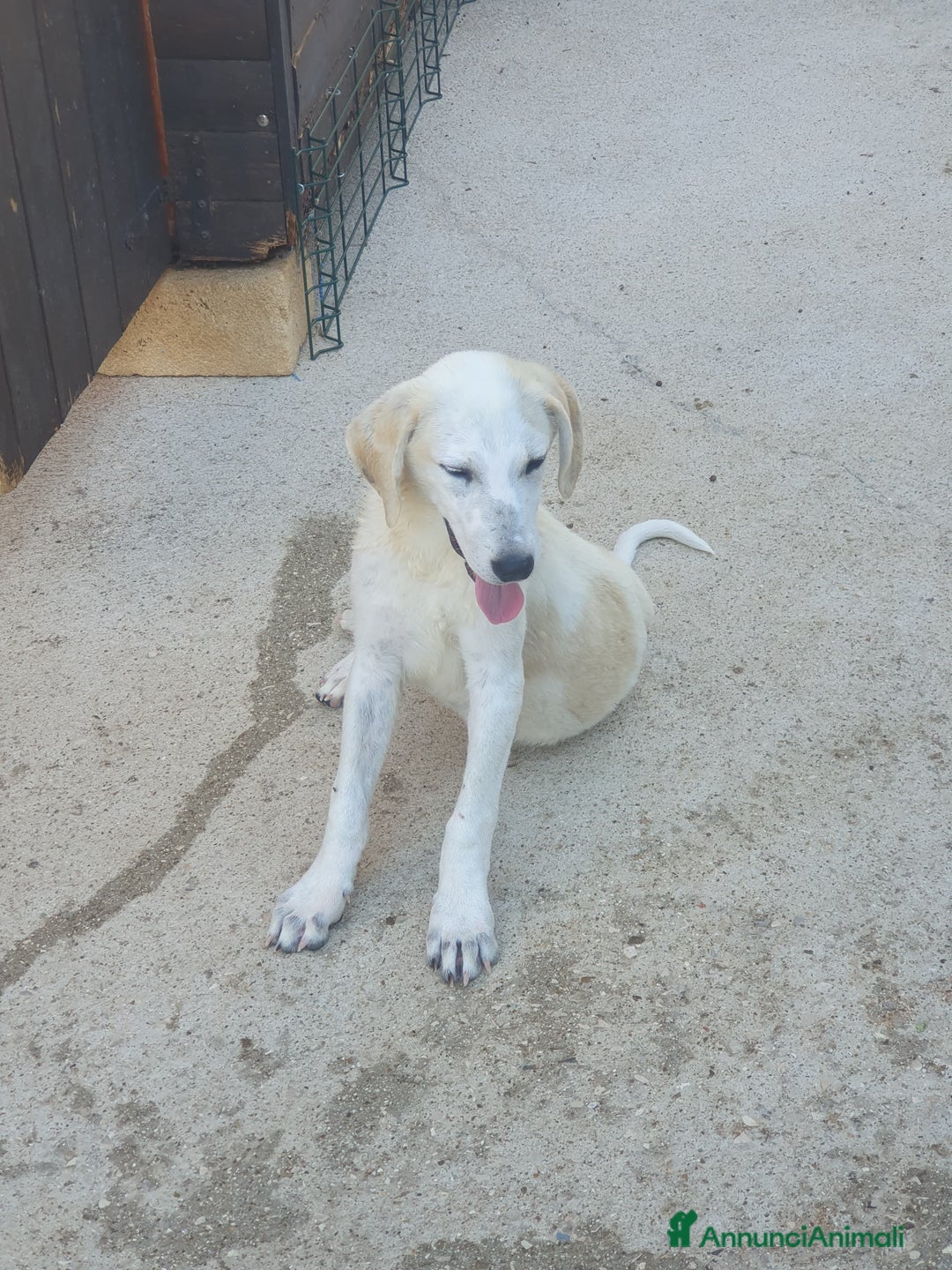 Meticcio cani in regalo:  AKI  - Annuncio 20