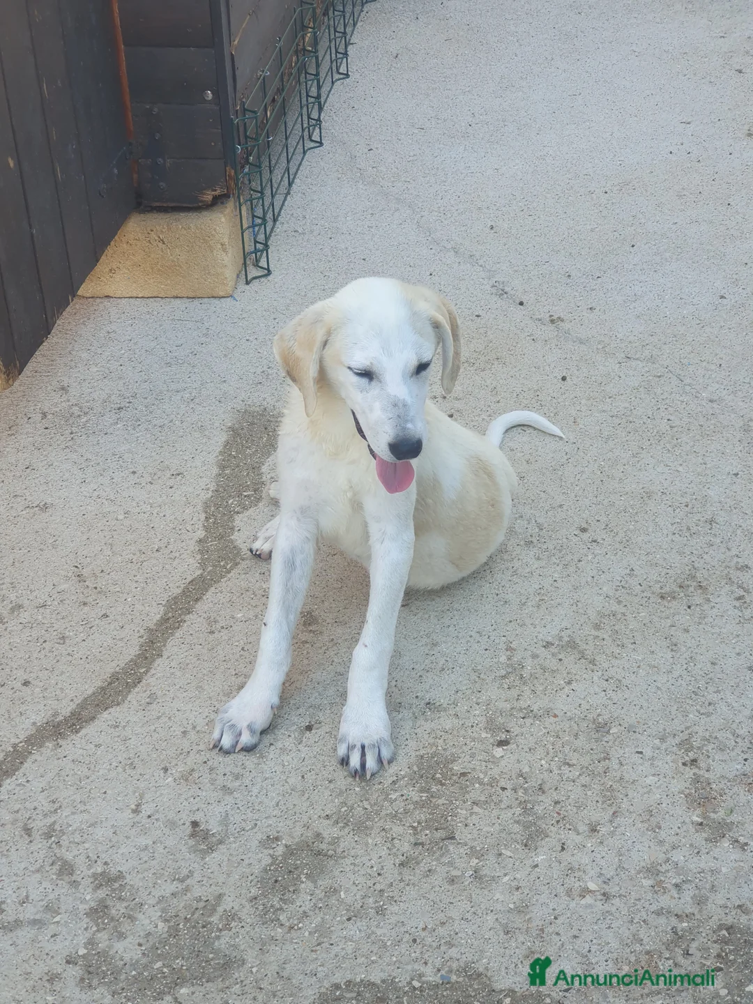 Meticcio cani in regalo:  AKI  - Annuncio 20