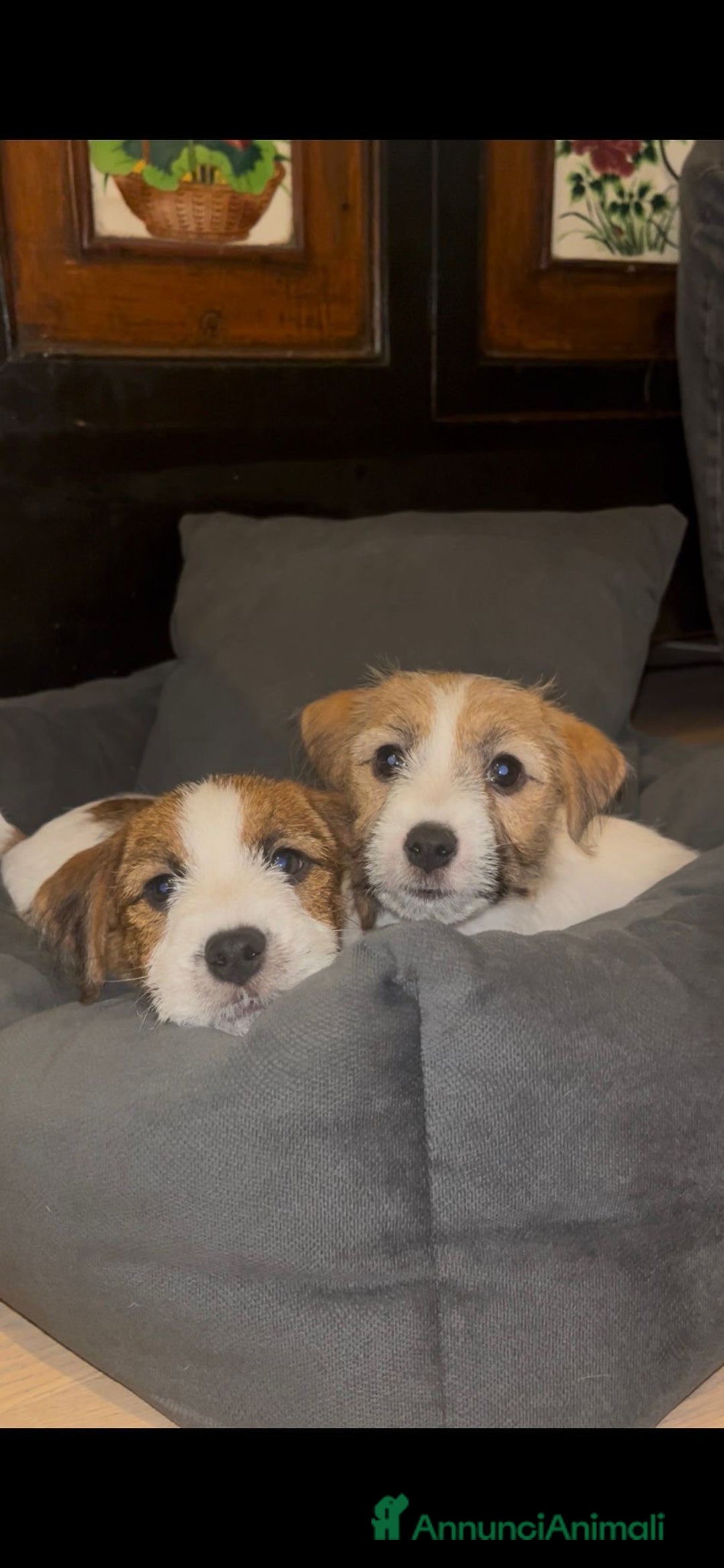 Jack Russell cani in vendita: Ultimi due cuccioli Jack Russell broken - Annuncio 2