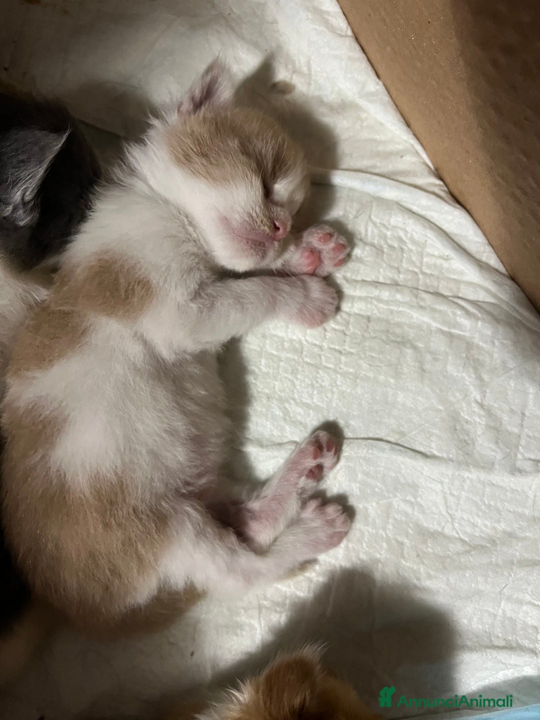 Maine Coon gatti in vendita: Cuccioli di Maine Coon a Città Metropolitana di Torino - Immagine 14
