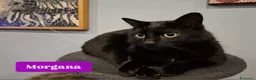 Altre razze gatti in regalo:  RINUNCIA DI PROPRIETÀ  - Annuncio 8