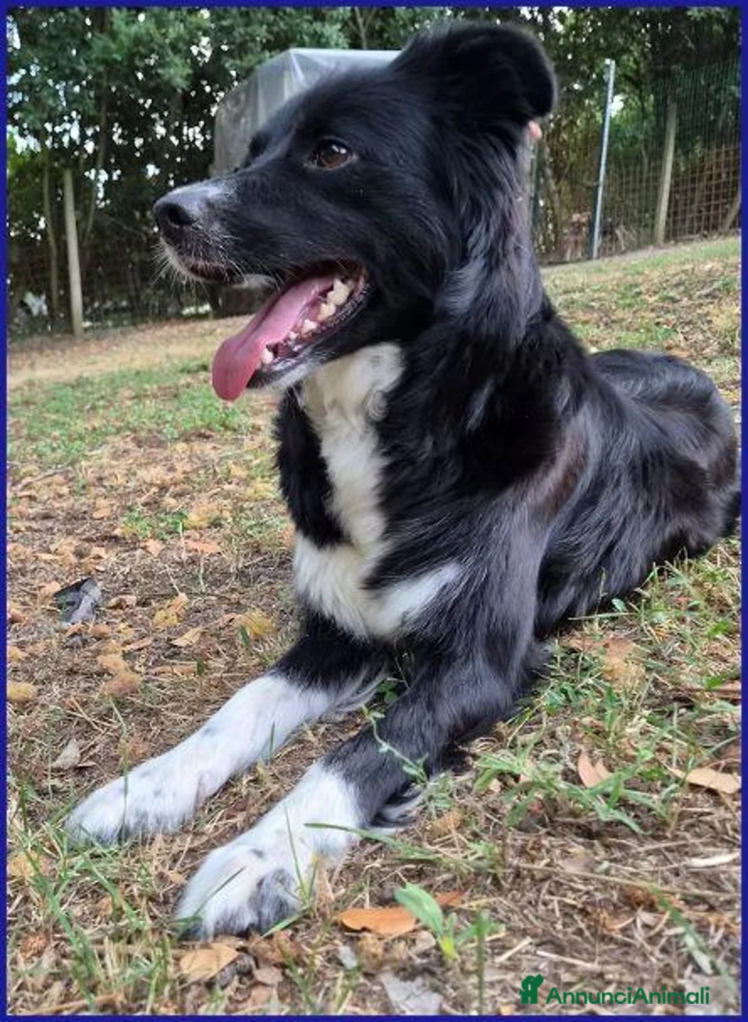 Meticcio cani in regalo: DIETA sui 2anni socievole - Annuncio 6