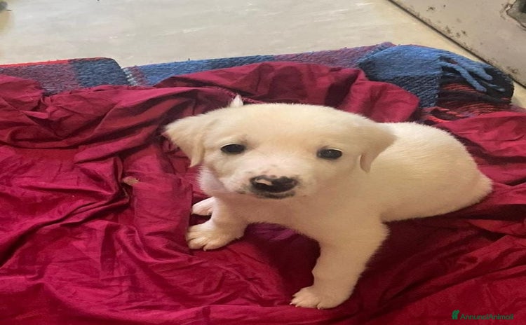 Meticcio cani - Annuncio 18