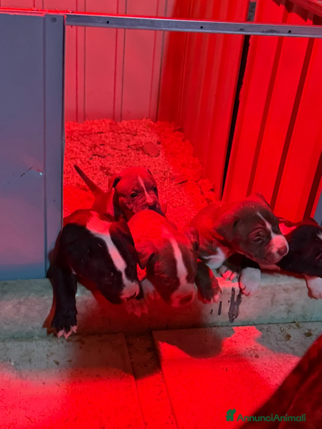 Pitbull cani in vendita: ULTIMI Cuccioli American Pitbull Terrier UKC  - Annuncio 19