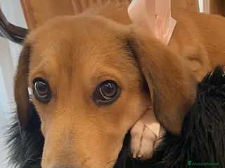 Meticcio cani Tary un cucciolo meraviglioso simil segugio - Annuncio 24