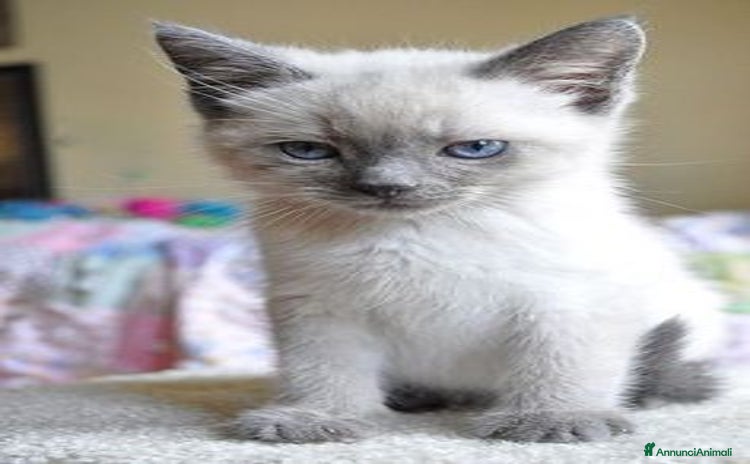 Siamese gatti a Provincia di Alessandria - Annuncio 1