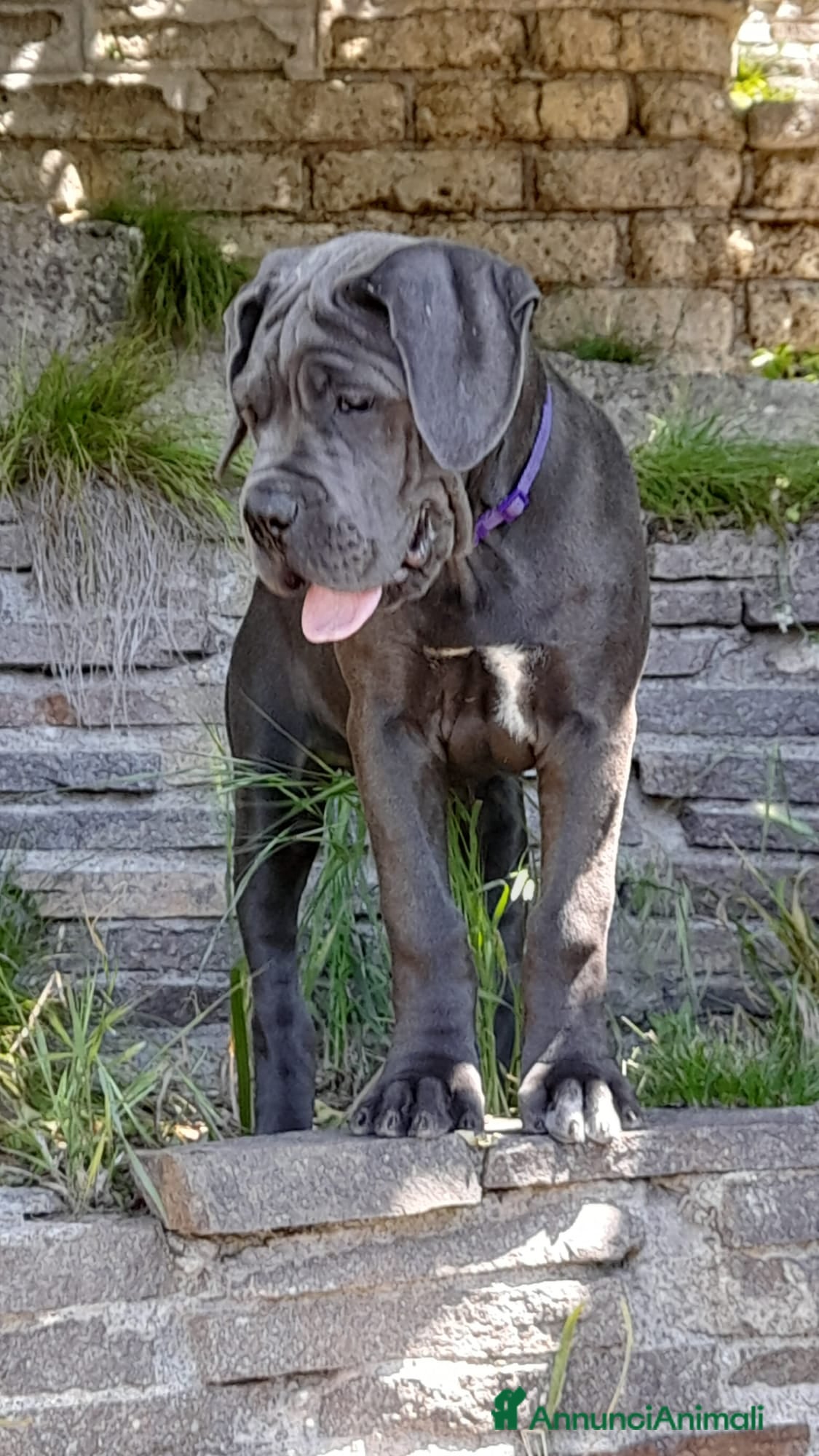 Cane Corso cani Cuccioli cane corso - Annuncio 1