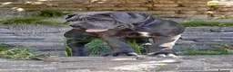 Cane Corso cani in vendita: Cuccioli cane corso - Annuncio 1