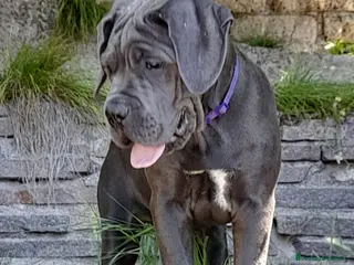 Cane Corso cani Cuccioli cane corso - Annuncio 12