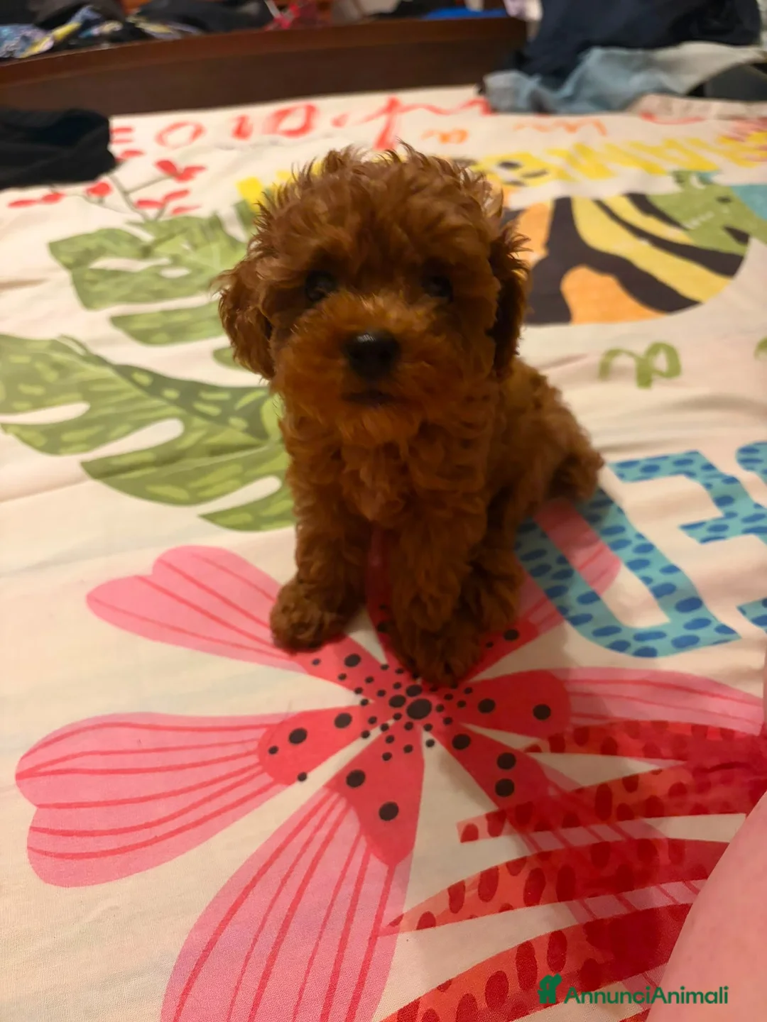 Barboncino Toy cani in vendita: Cucciole Barboncino Toy a Città metropolitana di Roma Capitale - Annuncio 5