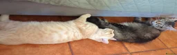 Scottish gatti in vendita: Schottish Paul  - Annuncio 6