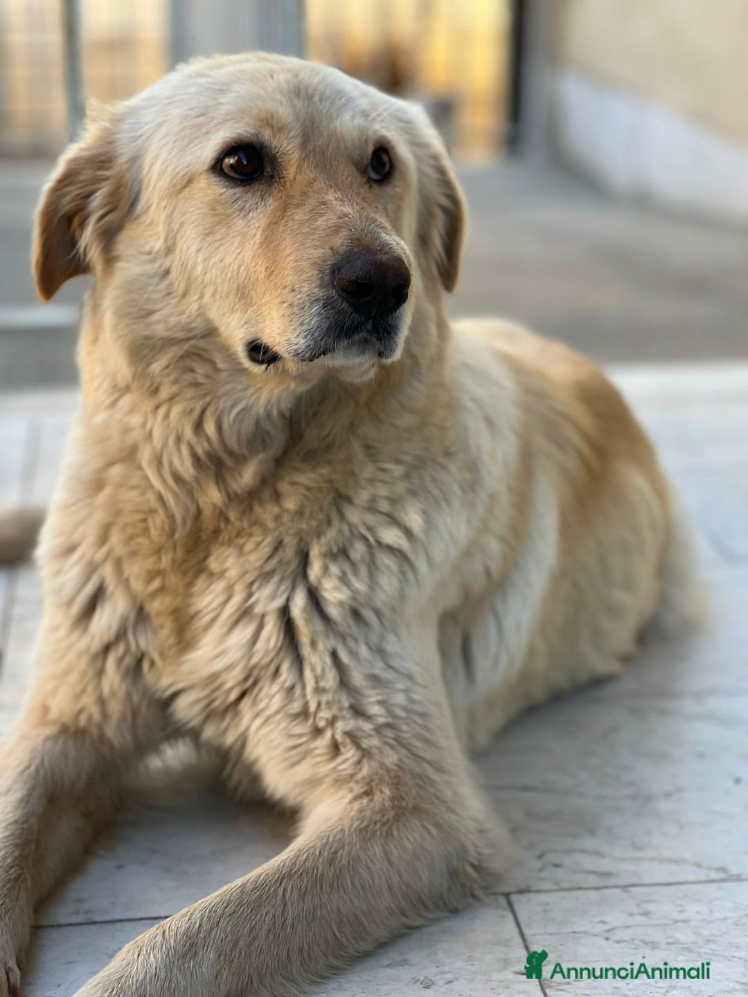 Meticcio cani in regalo: Emma buona come il pane - Annuncio 2