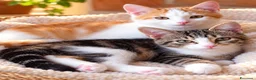 Meticcio gatti in regalo: Francy e Sole due fratelli dolce buoni e affeutoso - Annuncio 1