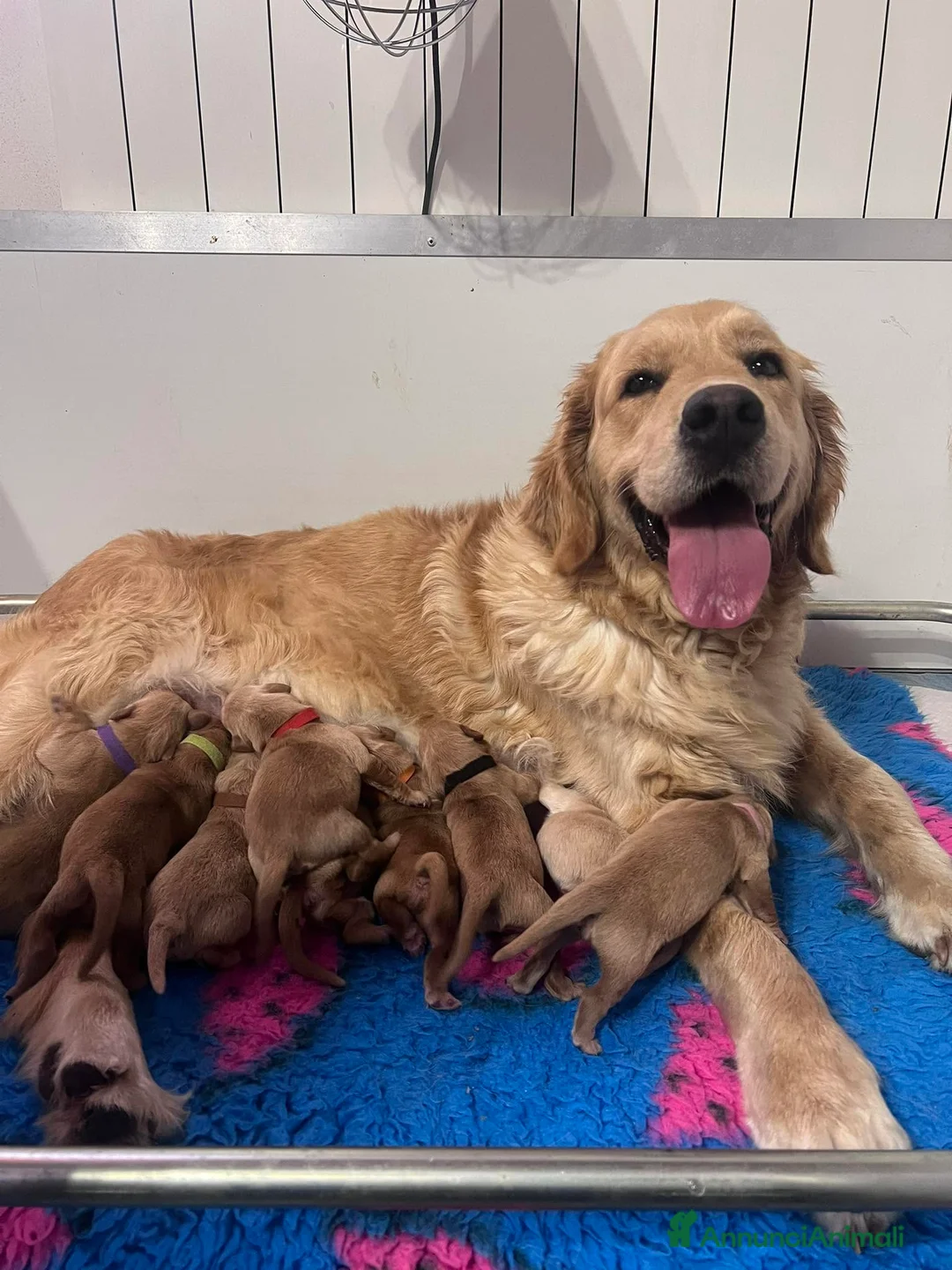 Golden Retriever cani in vendita: Golden retriever linea inglese - Annuncio 1