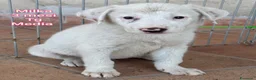 Meticcio cani in regalo: CUCCIOLI ABBANDONATI: EMERGENZA  a Città metropolitana di Milano - Annuncio 4