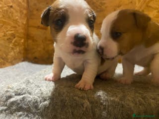 Jack Russell cani JACK RUSSELL TERRIER PEDIGREE - Annuncio 1